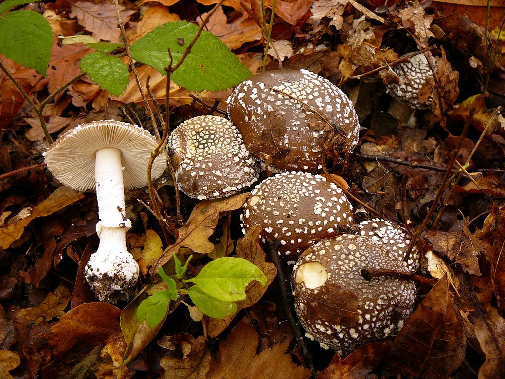 Amanites panthères 001